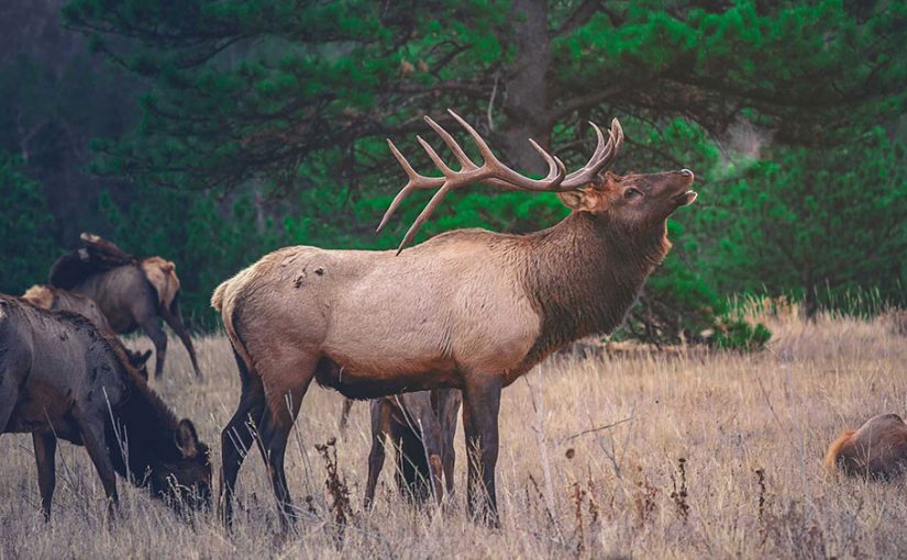 Three Key Life Lessons Hunting Has Taught Me – Sleeping Indian